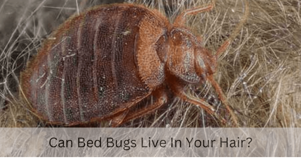 can bed bugs live in your hair?